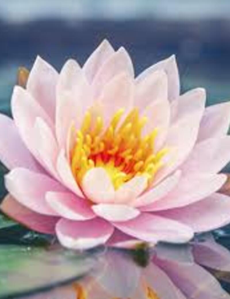 Photo of Ms. Julia Schwarz