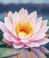 Book an Appointment with Ms. Julia Schwarz for Registered Massage Therapy