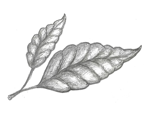 Renee Marie Counselling