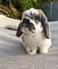 Book an Appointment with Cooper Yang for What is JCJ