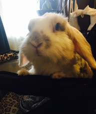 Book an Appointment with Chestnut Ma for What is JCJ